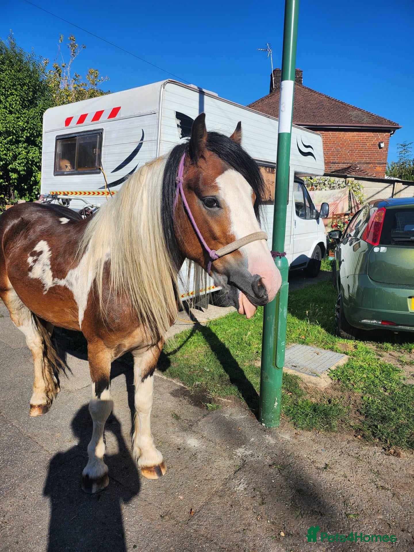 Irish Cob horses Irish cob - Advert 18