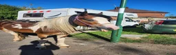 Irish Cob horses for sale: Irish cob - Advert 1