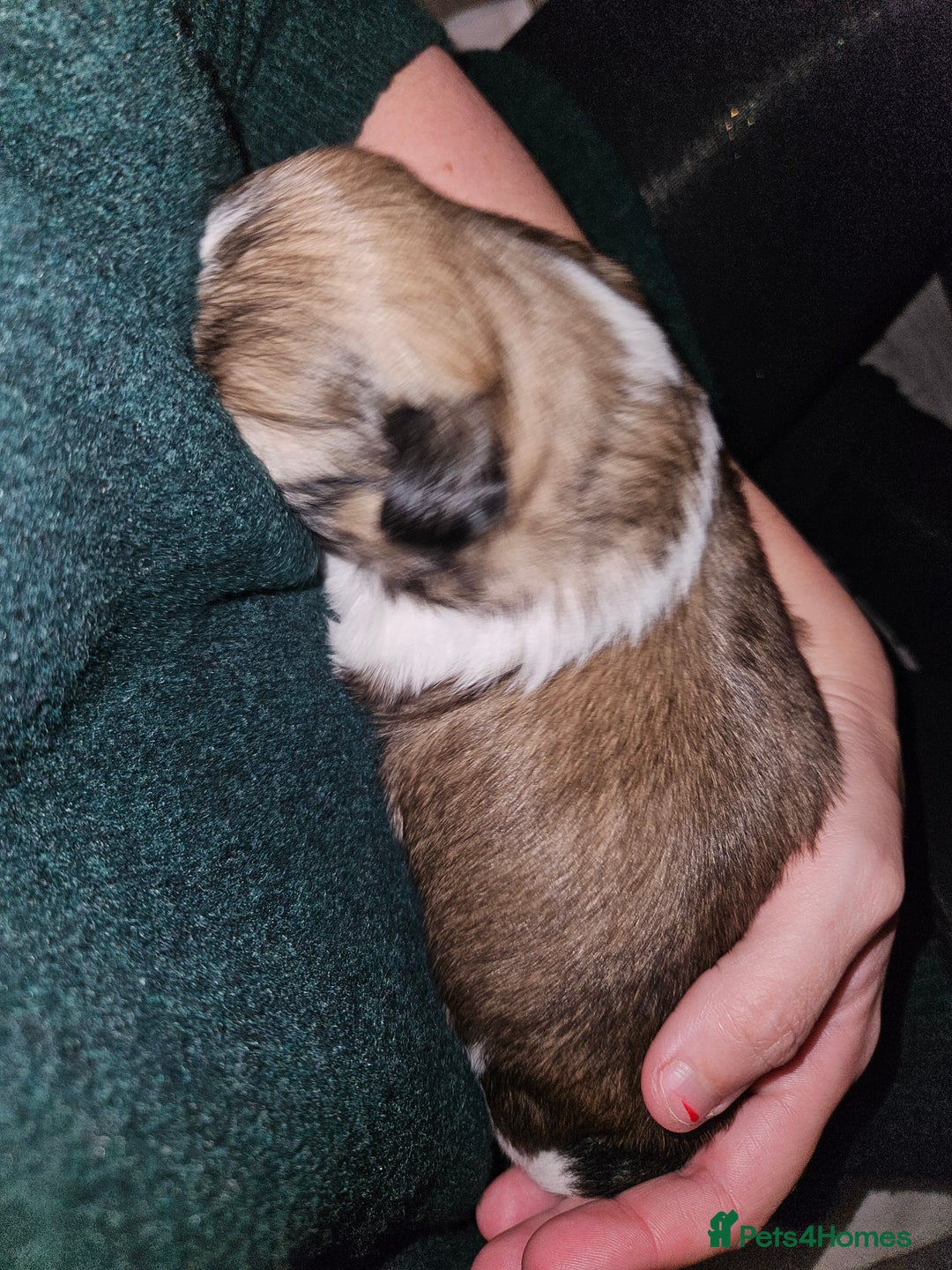 Shih Tzu dogs for sale: Beautiful shihtzu puppies  - Advert 19