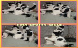 Mixed Breed cats for sale: 8 cute kittens for sale - 5 boys, 3 girls  - Image 7