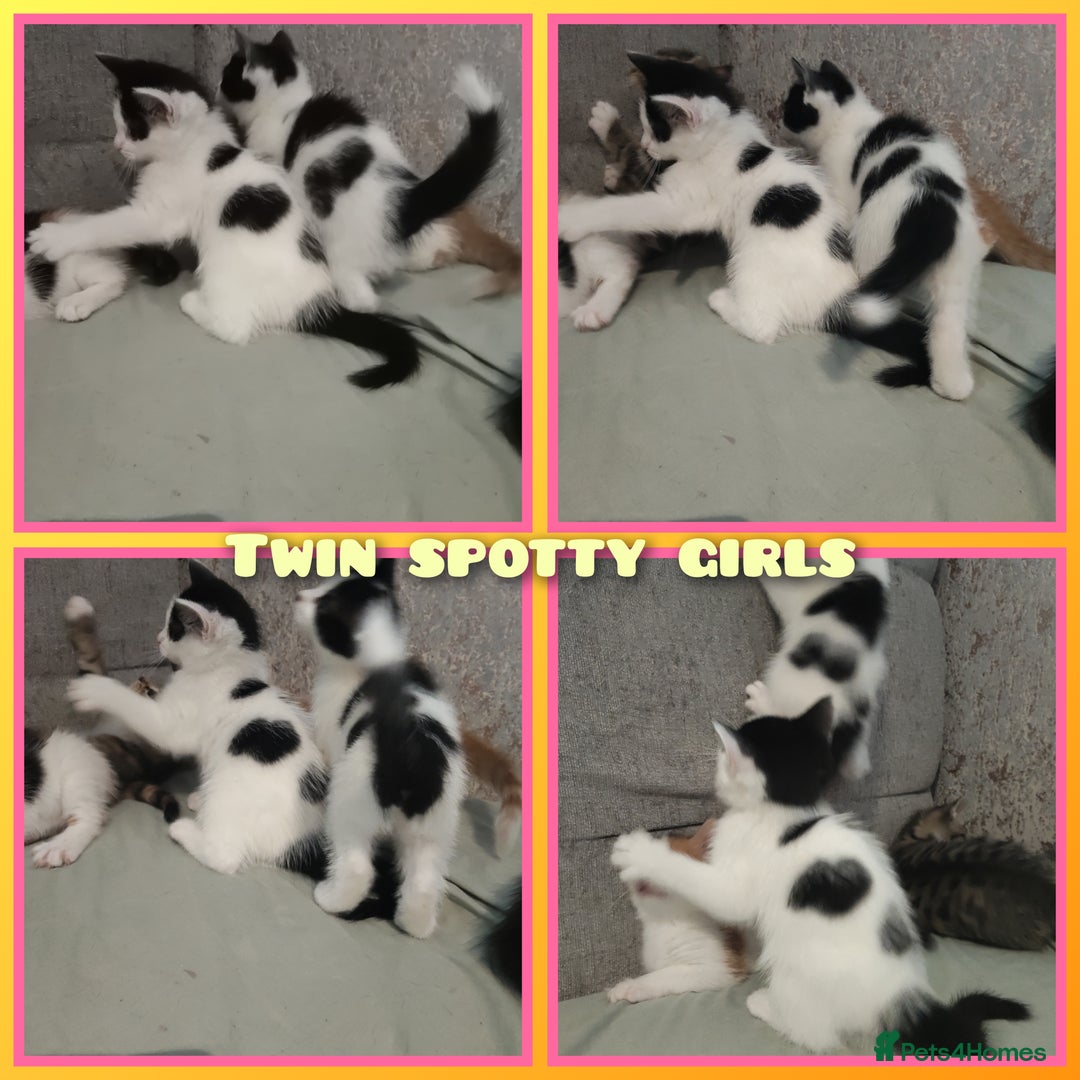 Mixed Breed cats for sale: 8 cute kittens for sale - 5 boys, 3 girls  - Image 7