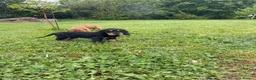 Cocker Spaniel dogs for sale: Stunning Cocker Spaniel Puppies  - Advert 3