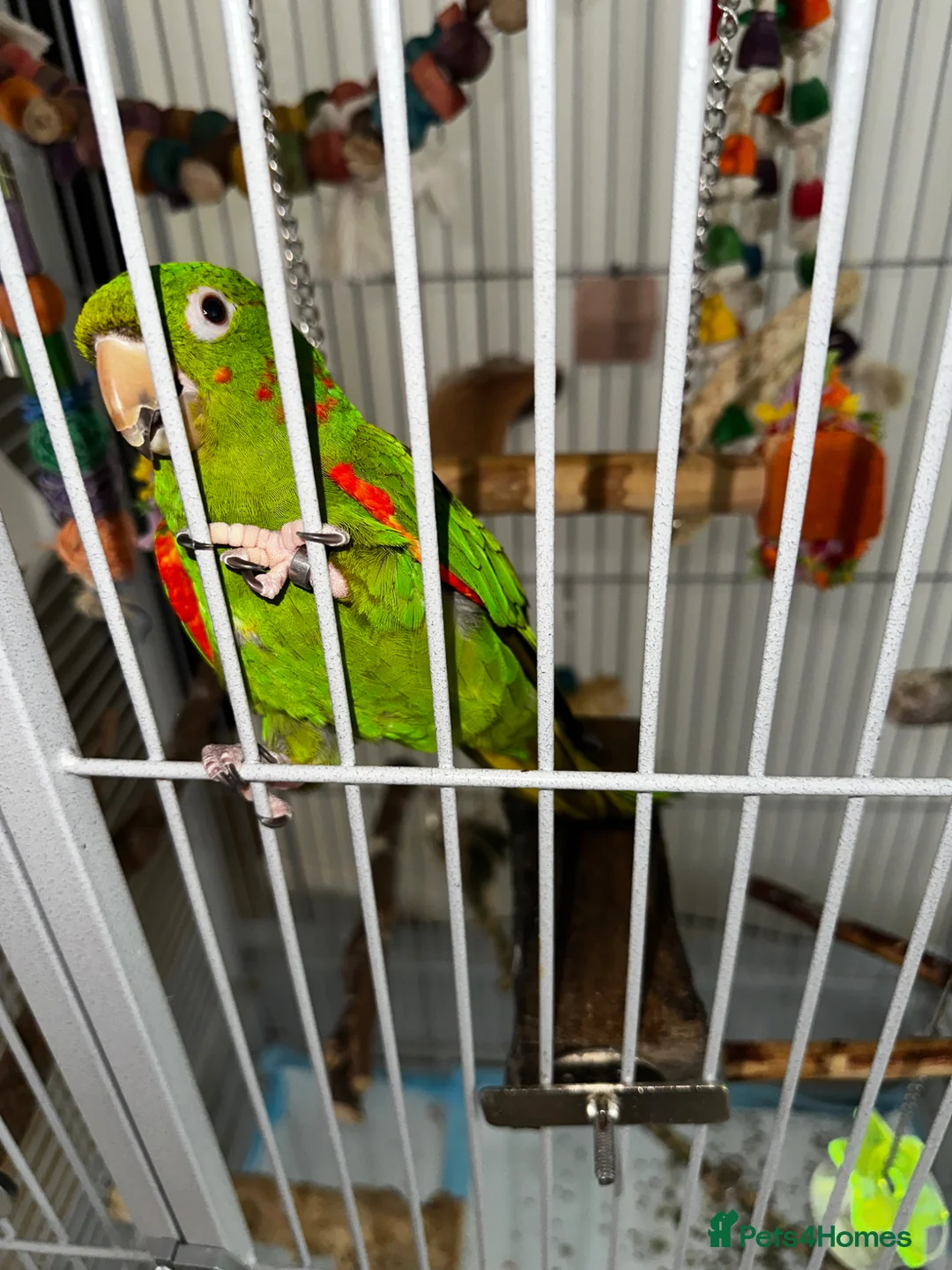 Conures birds for sale: White Eyed Conure in Treharris - Advert 2