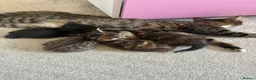 Mixed Breed cats for sale: 4 beautiful kittens  in Godalming - Advert 13