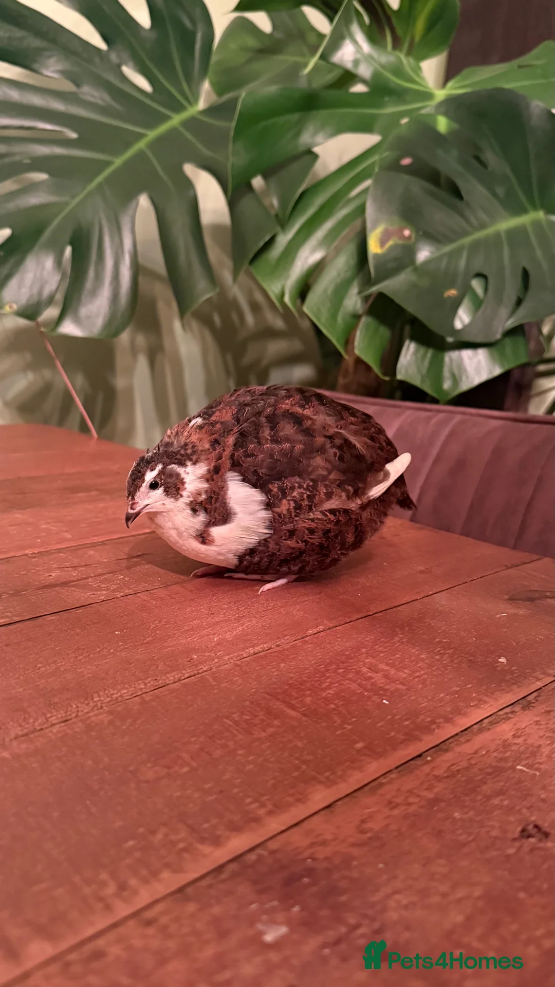 Quail poultry for sale: 🩵Celadon Coturnix quail chicks 💙 - Advert 10