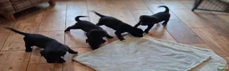 Borador dogs for sale: Gorgeous Borderdor Pups - Advert 5