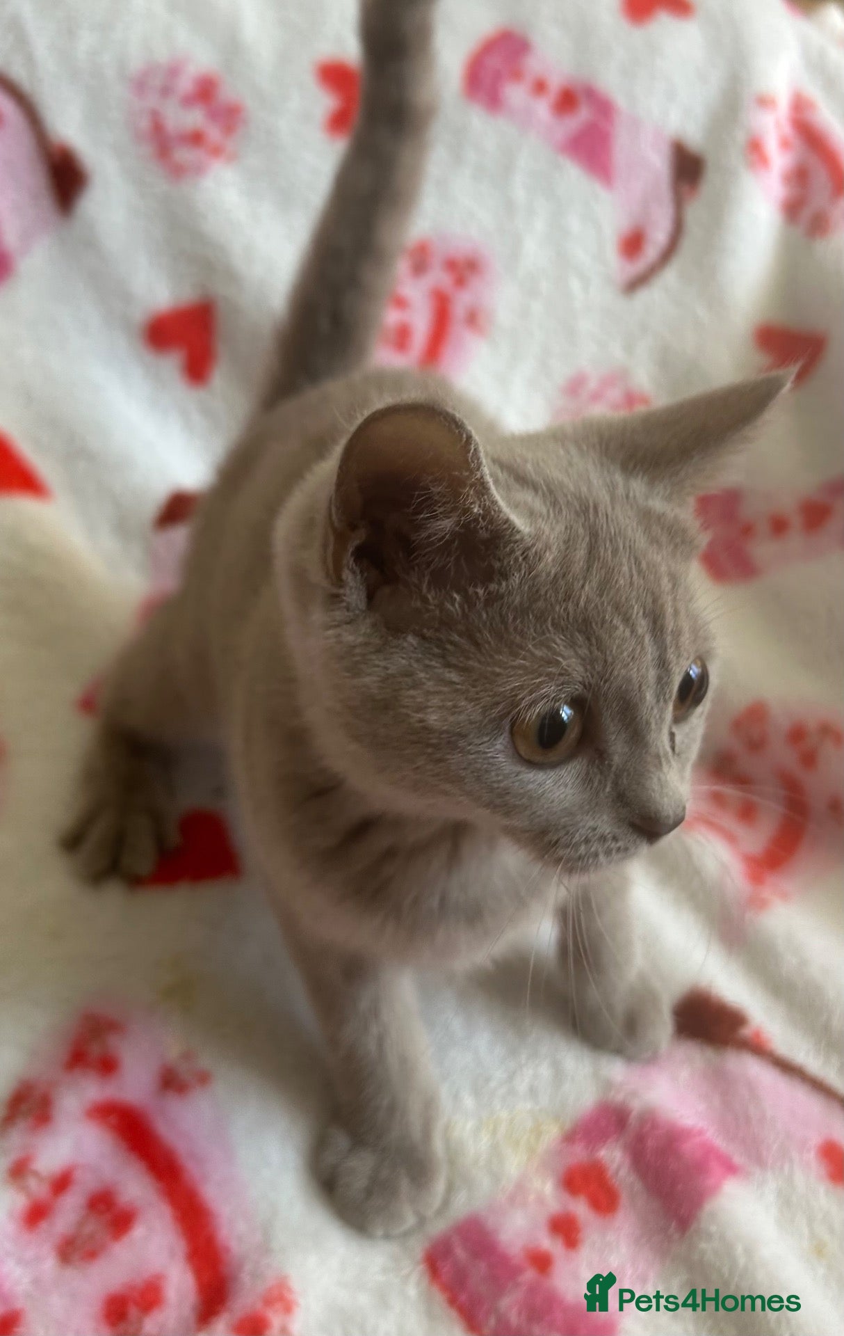 British Shorthair cats Beautiful British short hair x Russian blue  - Advert 2