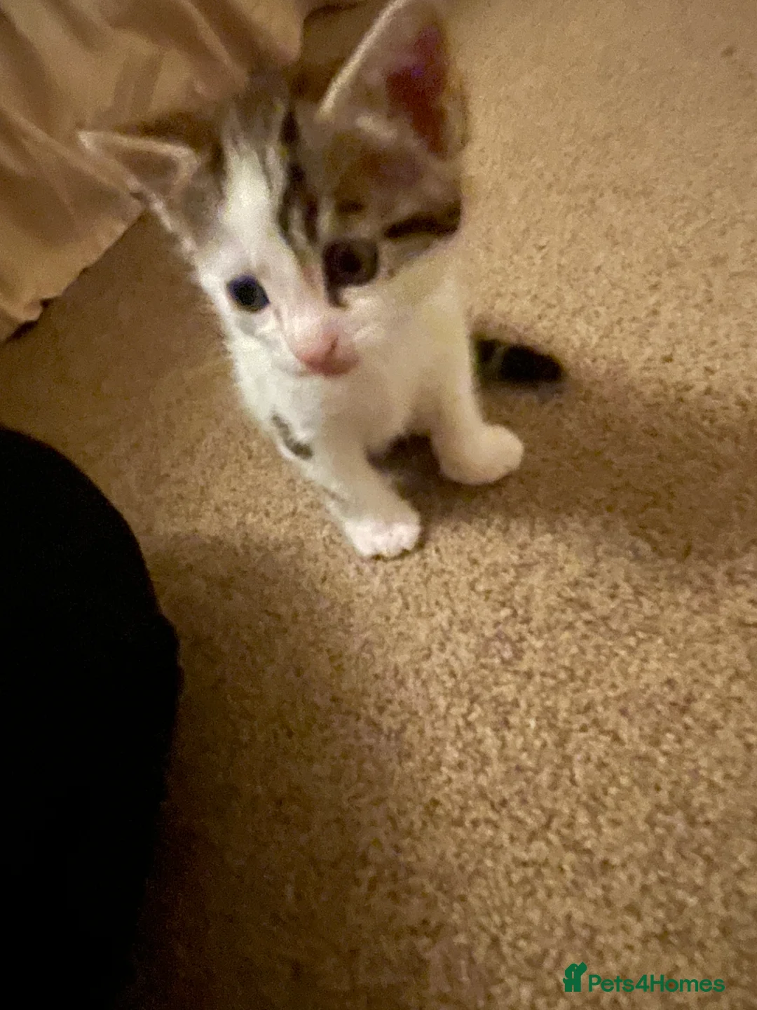 Mixed Breed cats for sale: Two beautiful spotty kittens - Advert 5