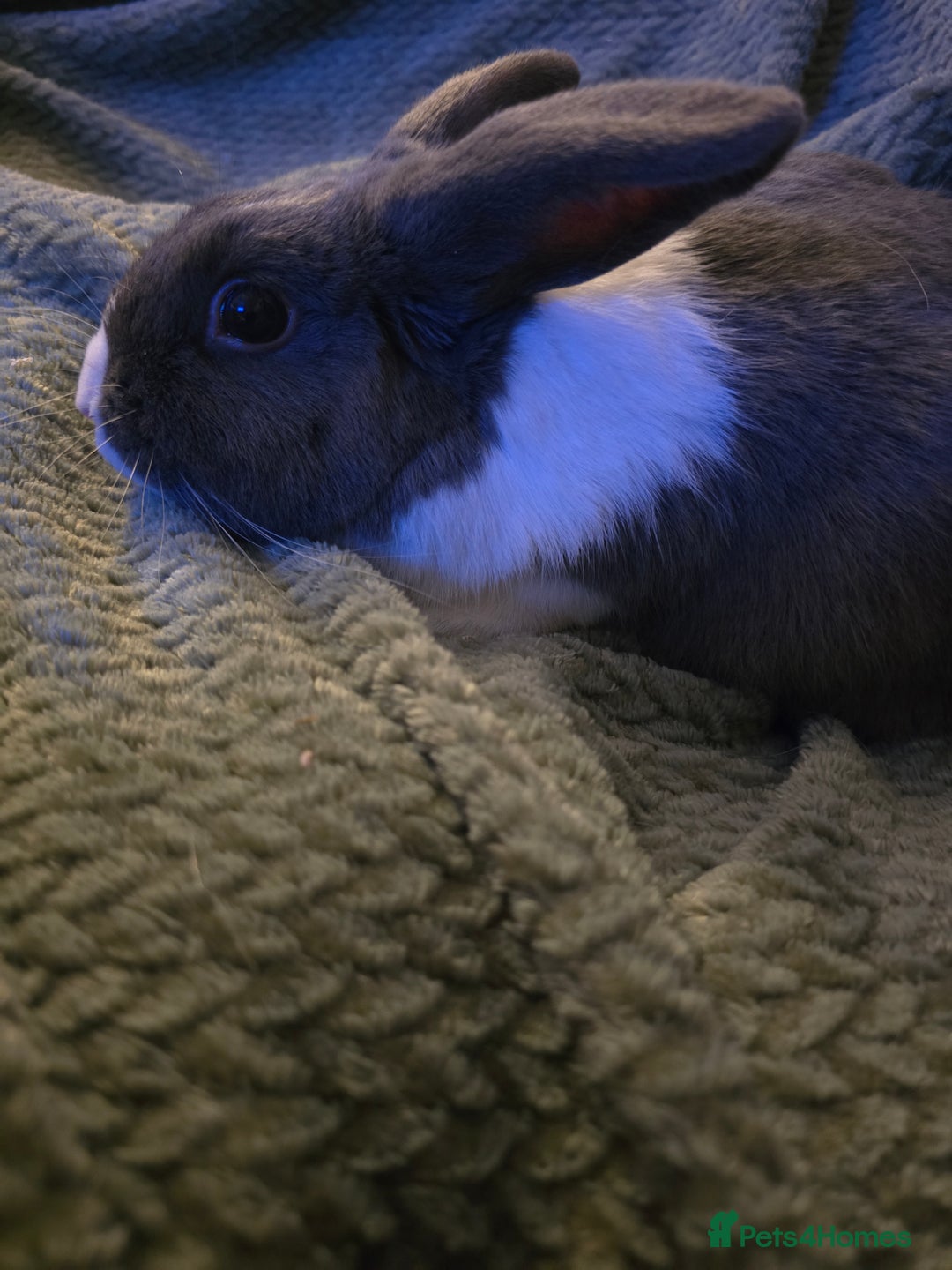 Mixed Breed rabbits for sale: Rabbits for sale.  - Advert 4