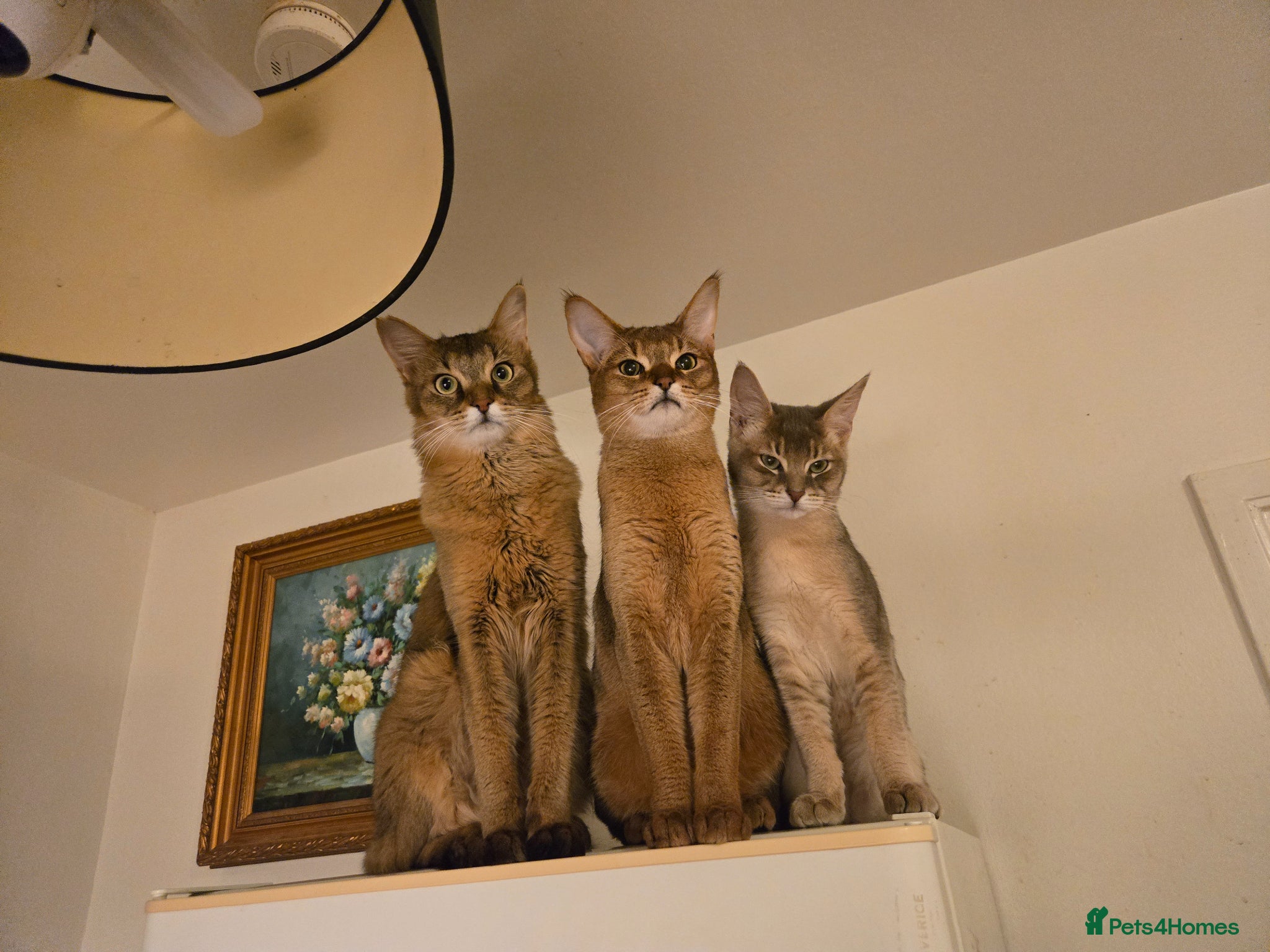 Chausie cats Chausie F6  - Advert 9