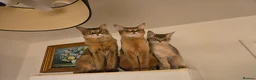 Chausie cats for sale: Chausie F6  - Advert 1