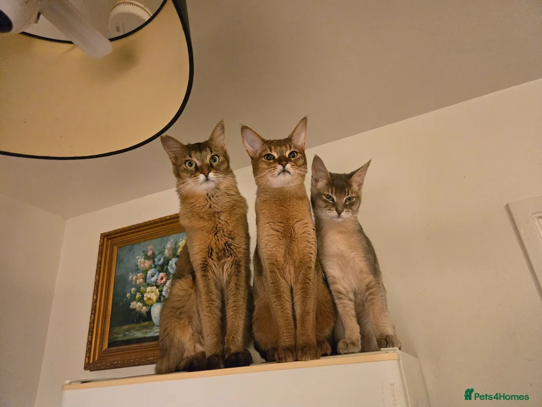 Chausie cats for sale: Chausie F6  - Advert 1