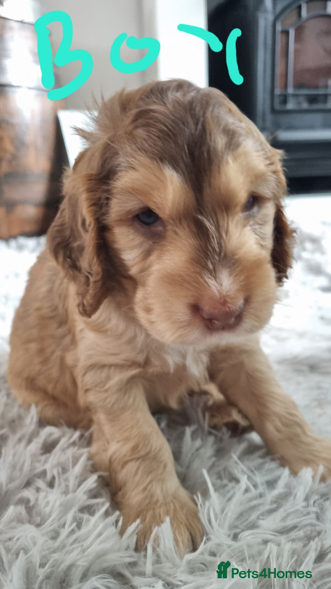 Cockapoo dogs for sale: Beautiful Cockapoos  - Image 4