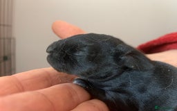 Rex rabbits for sale: Friendly velvety rex rabbits for sale - Image 8