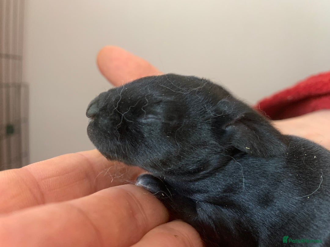 Rex rabbits for sale: Friendly velvety rex rabbits for sale - Image 8