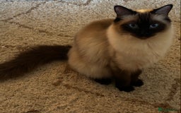 Ragdoll cats for sale: Beautiful Chocolate point Ragdoll kittens  - Image 4