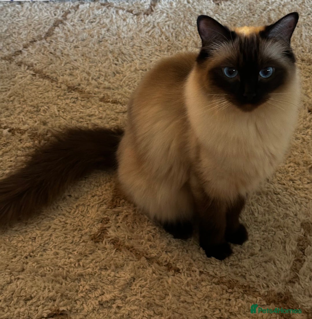 Ragdoll cats for sale: Beautiful Chocolate point Ragdoll kittens  - Image 4