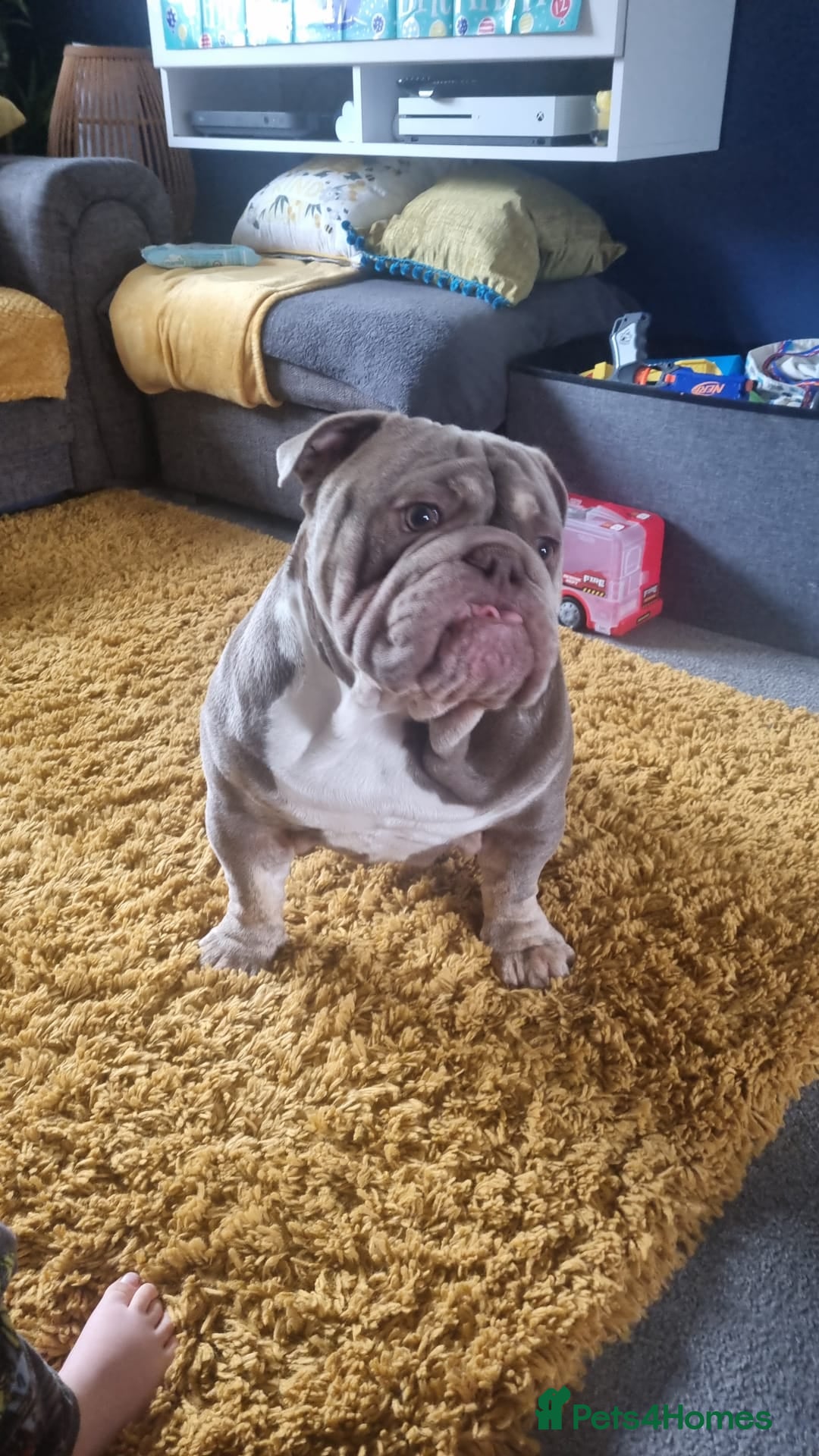 Mixed Breed dogs for sale: French/english bulldog puppy  - Advert 8