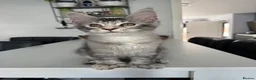 Maine Coon cats for sale: Polydactyl Maine Coon kittens - Advert 6