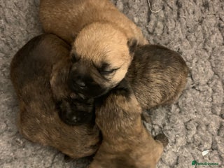 Cairn Terrier dogs - Advert 1