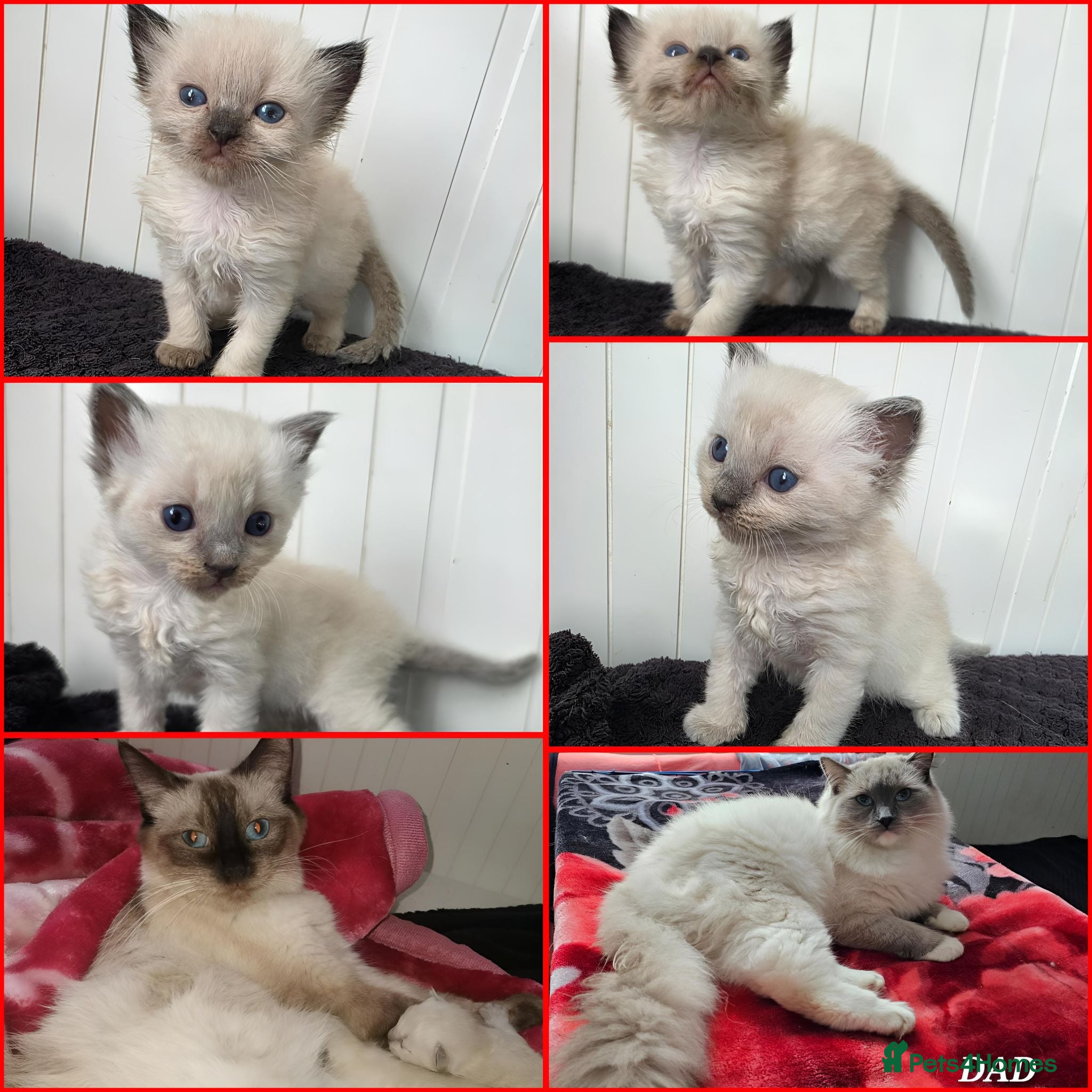 Ragdoll cats Ragdolls kittens. - Advert 1