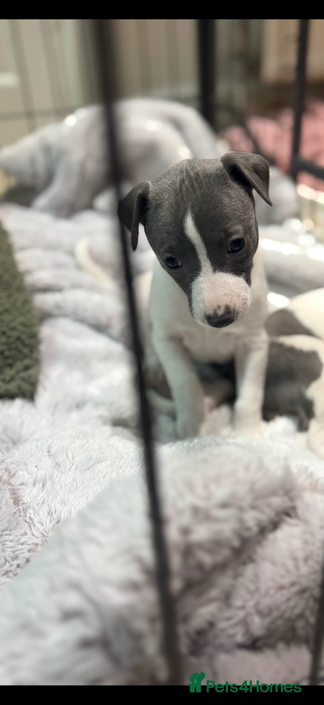 Whippet dogs for sale: blue and white whippet pups  - Advert 6