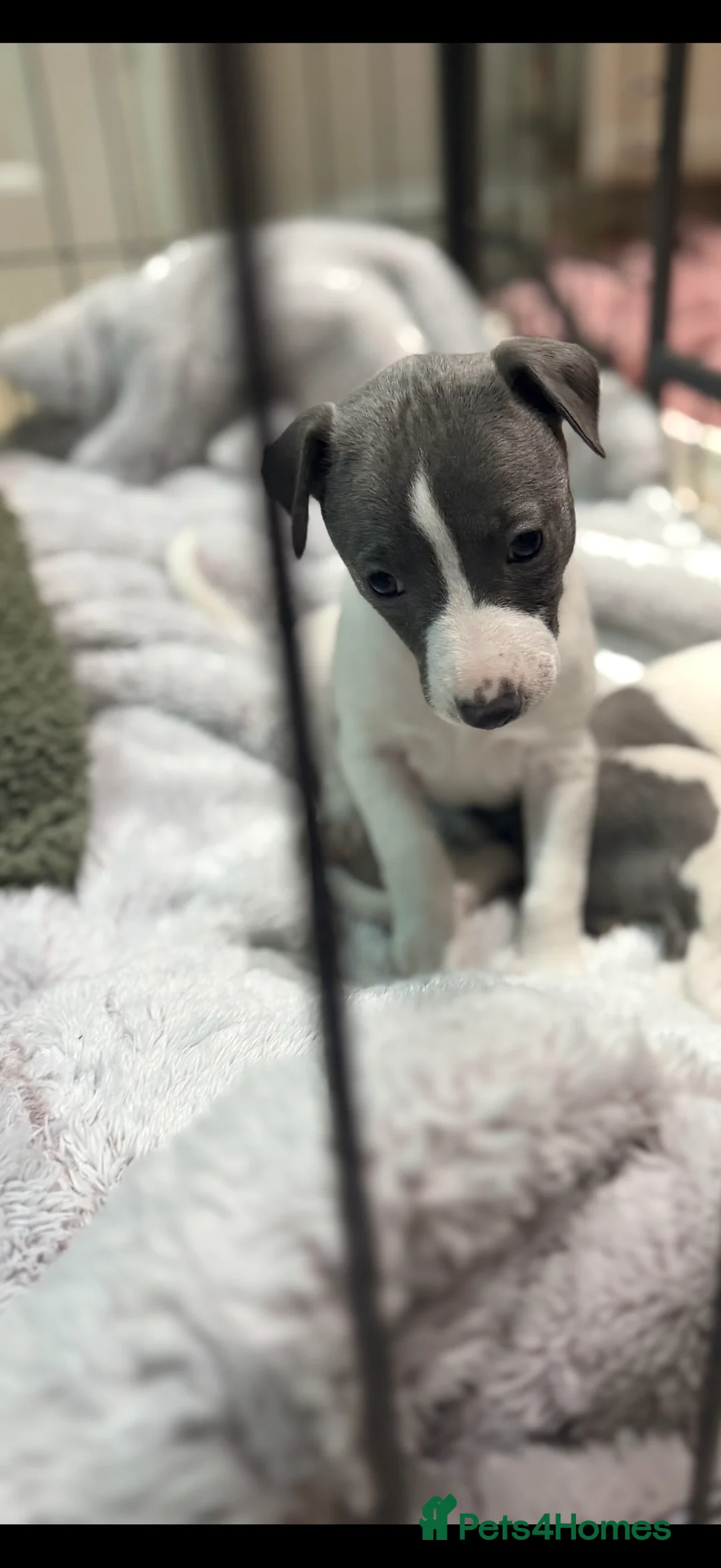 Whippet dogs for sale: blue and white whippet pups  - Advert 6