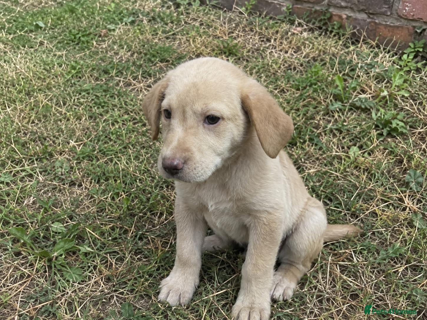 Golden Retriever dogs for sale: Golden Retriever puppies - Advert 5