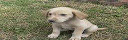 Golden Retriever dogs for sale: Golden Retriever puppies in London - Advert 1