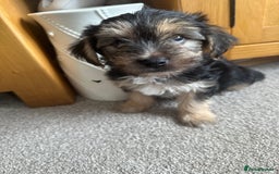 Morkie dogs for sale: Morkie Pups - Image 19