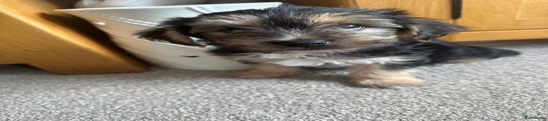 Morkie Puppy 1