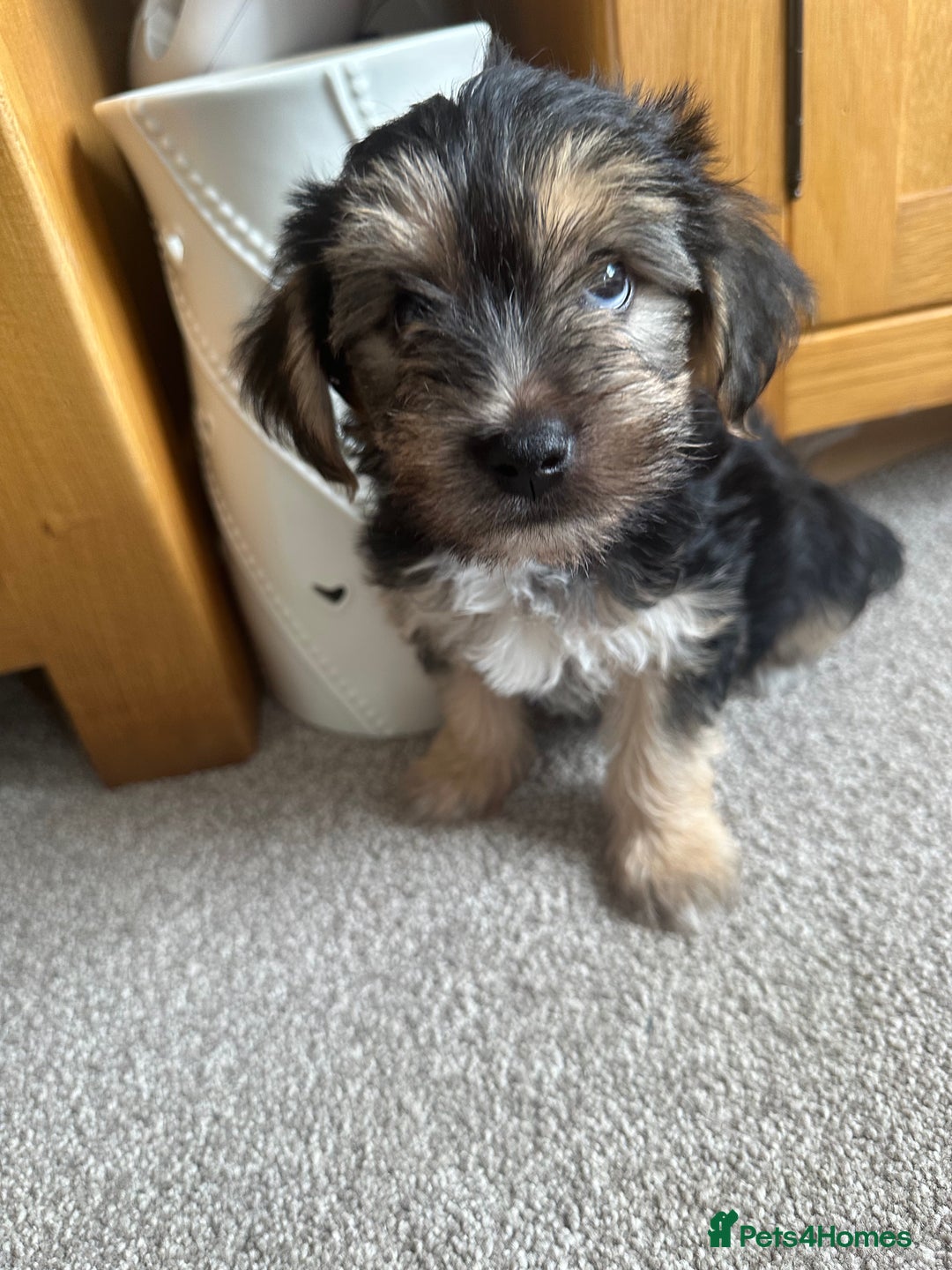 Morkie dogs for sale: Morkie Pups - Image 19