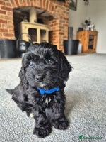 Cockapoo dogs - Advert 3