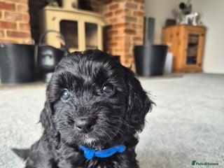 Cockapoo dogs - Advert 5