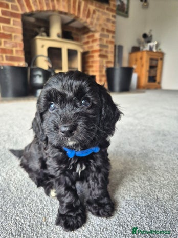 Cockapoo dogs - Advert 8