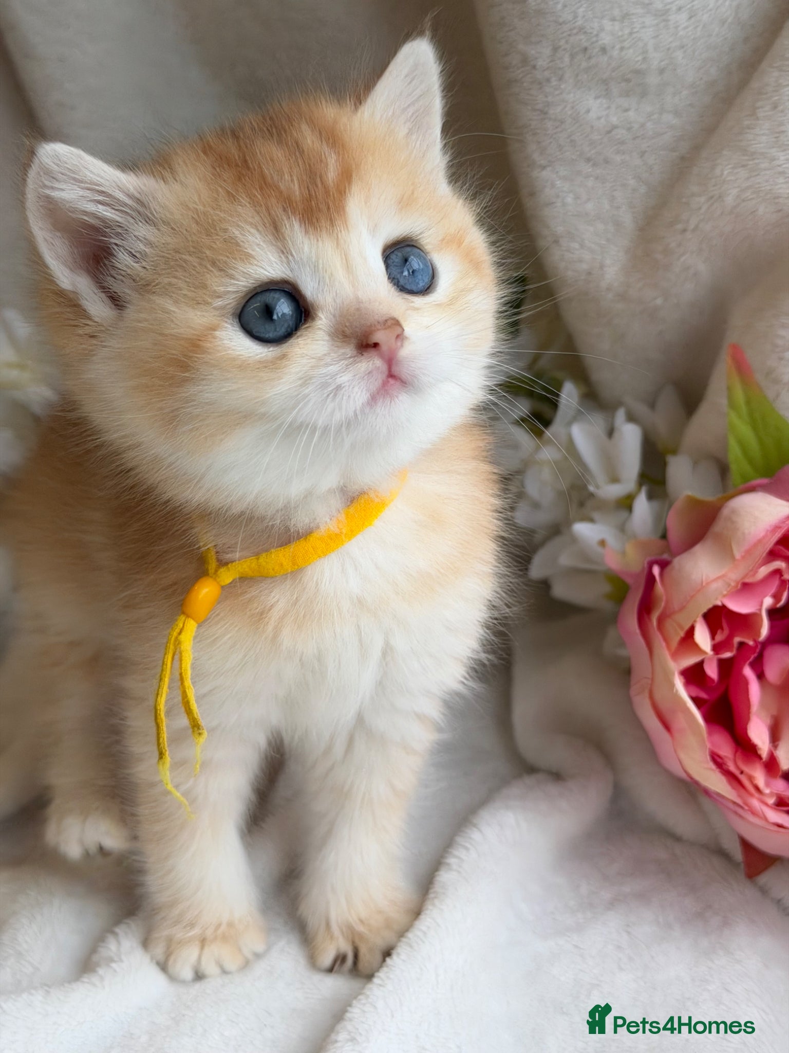 British Shorthair Kitten 3