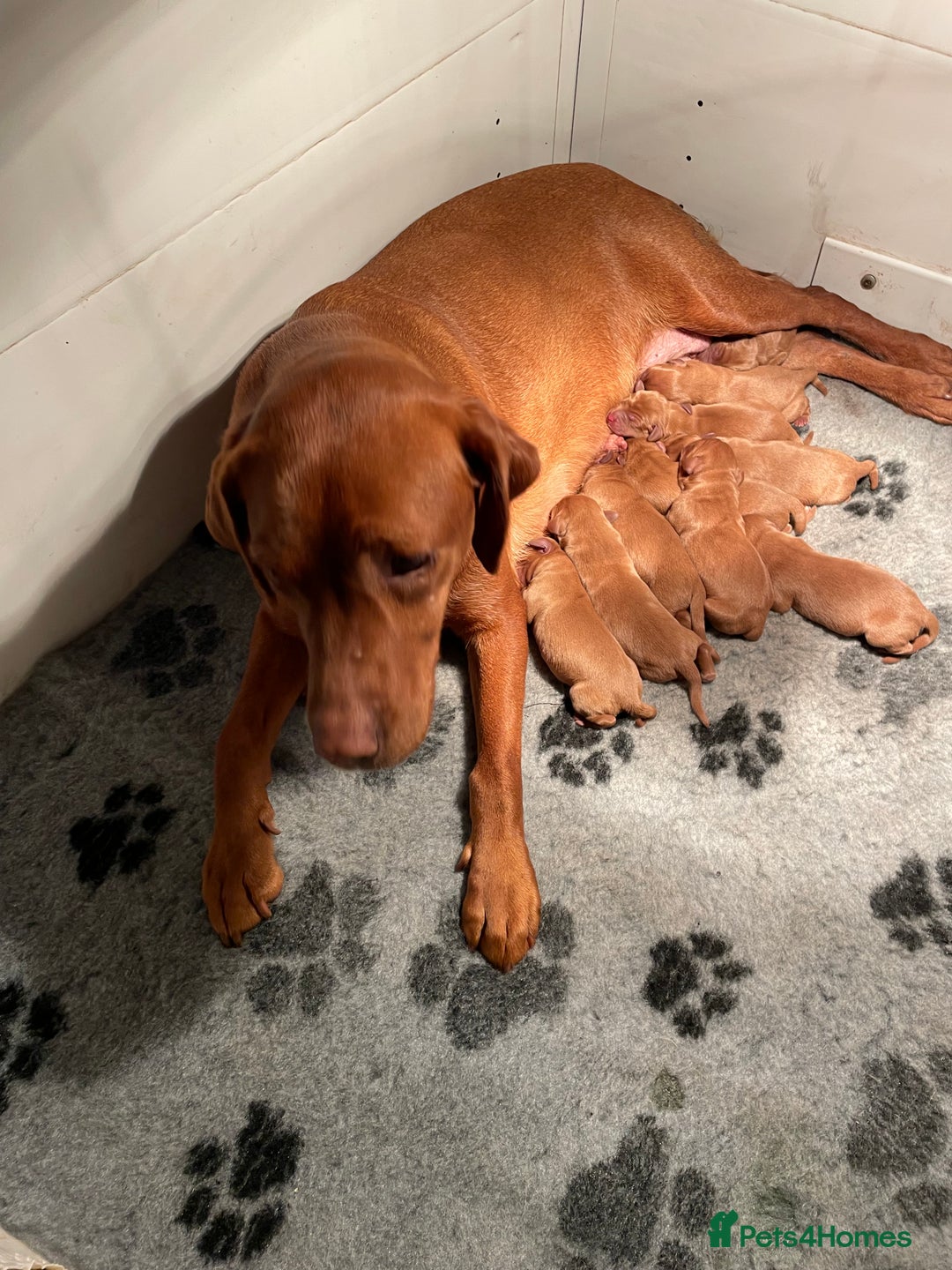 Labrador Retriever dogs for sale: Fox Red Labrador Pups For Sale - Advert 8