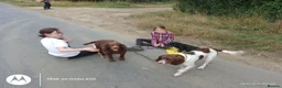 Sprocker dogs for sale: F1 sprocker puppies - Advert 5