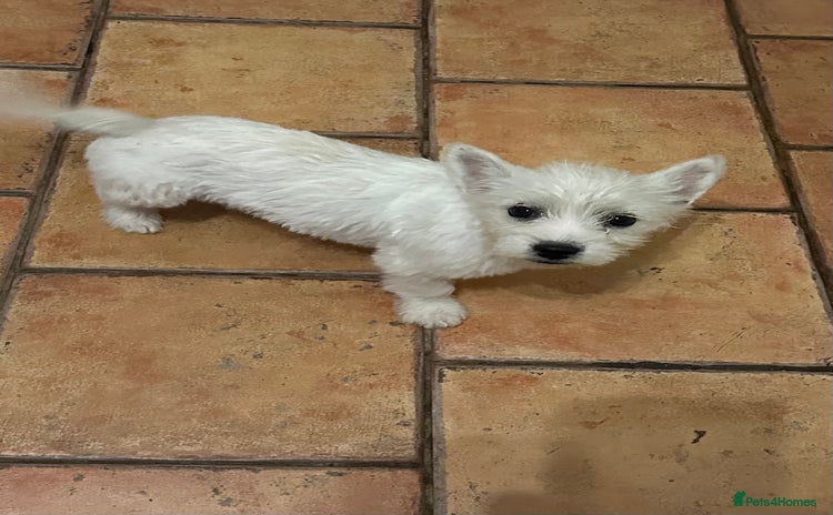 French Bulldog dogs in Spalding - Advert 2