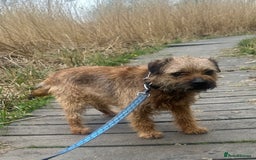 Border Terrier dogs for stud:  Border  terrier for stud  in Driffield - Image 2