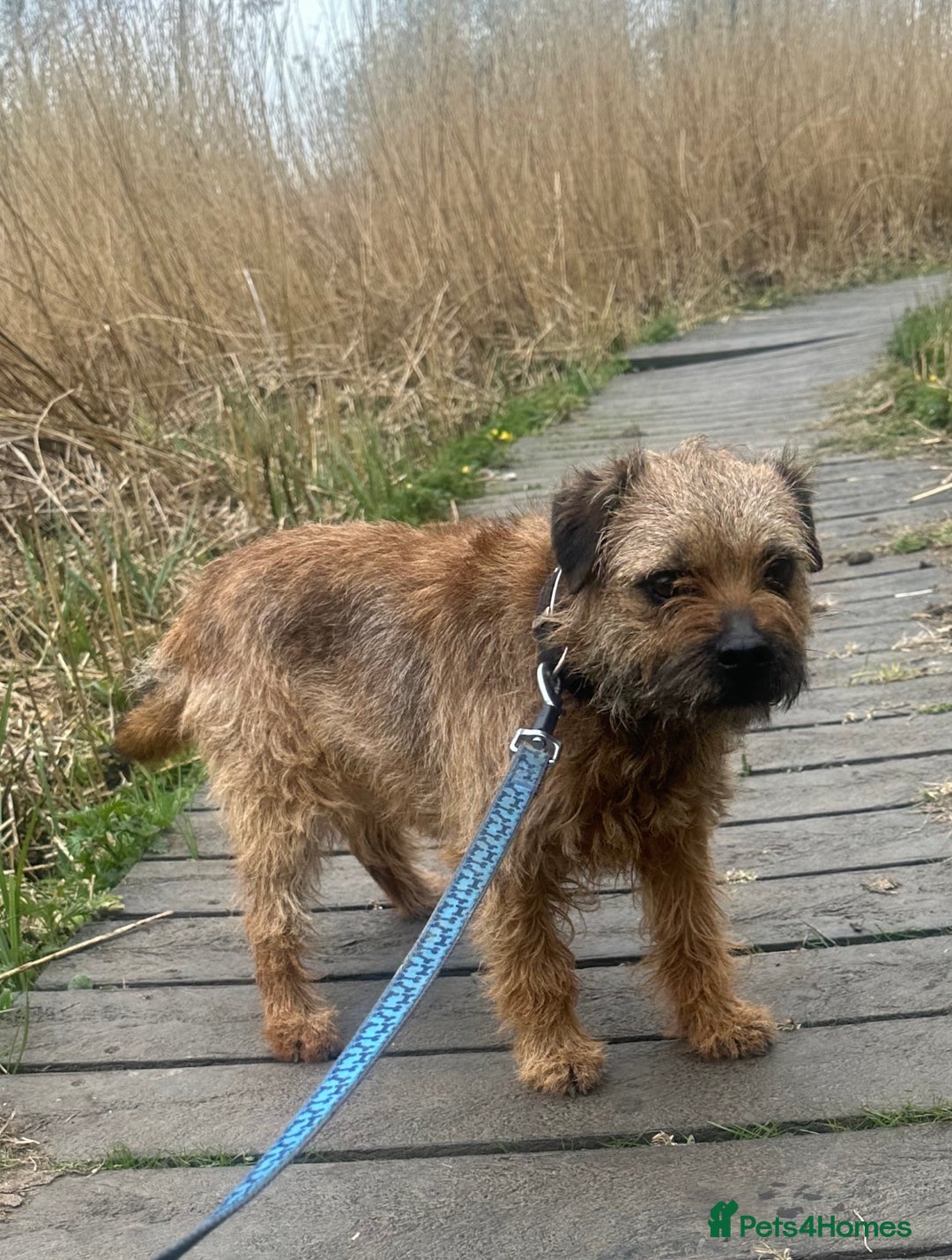 Border Terrier dogs for stud:  Border  terrier for stud  in Driffield - Image 2
