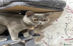 British Shorthair cats for sale: 💙 3 Gorgeous British Blue Kittens Available 💙 - Image 26