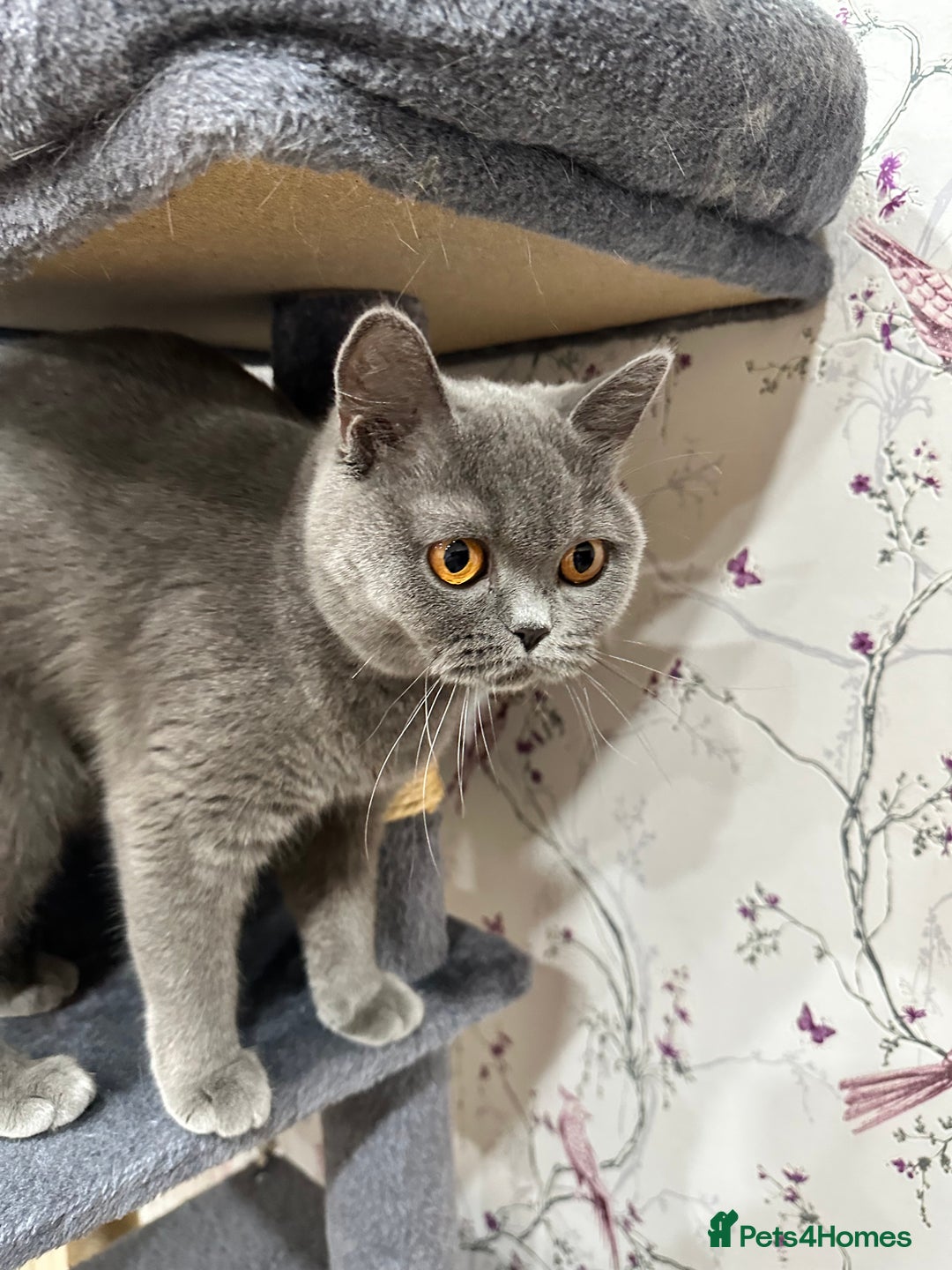 British Shorthair cats for sale: 💙 3 Gorgeous British Blue Kittens Available 💙 - Image 26