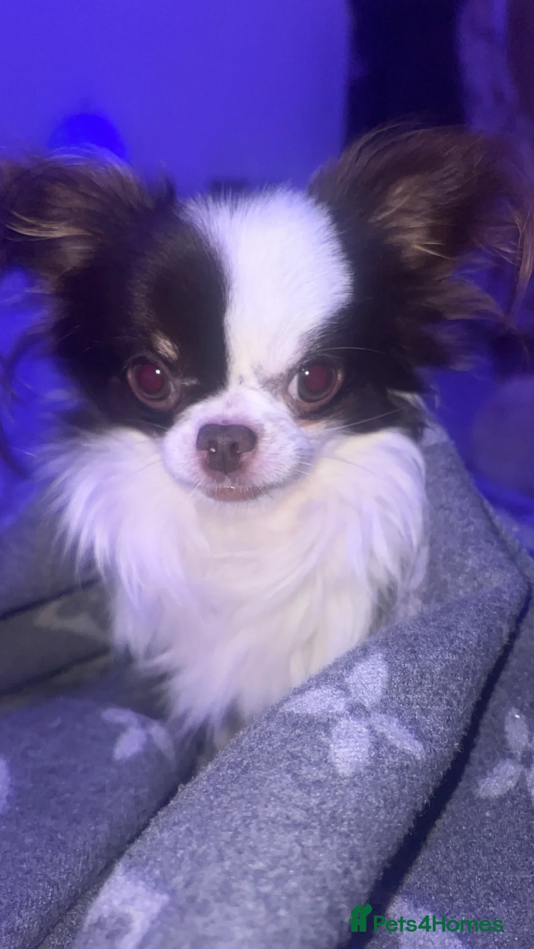 Chihuahua dogs for stud: For Stud  - Advert 10