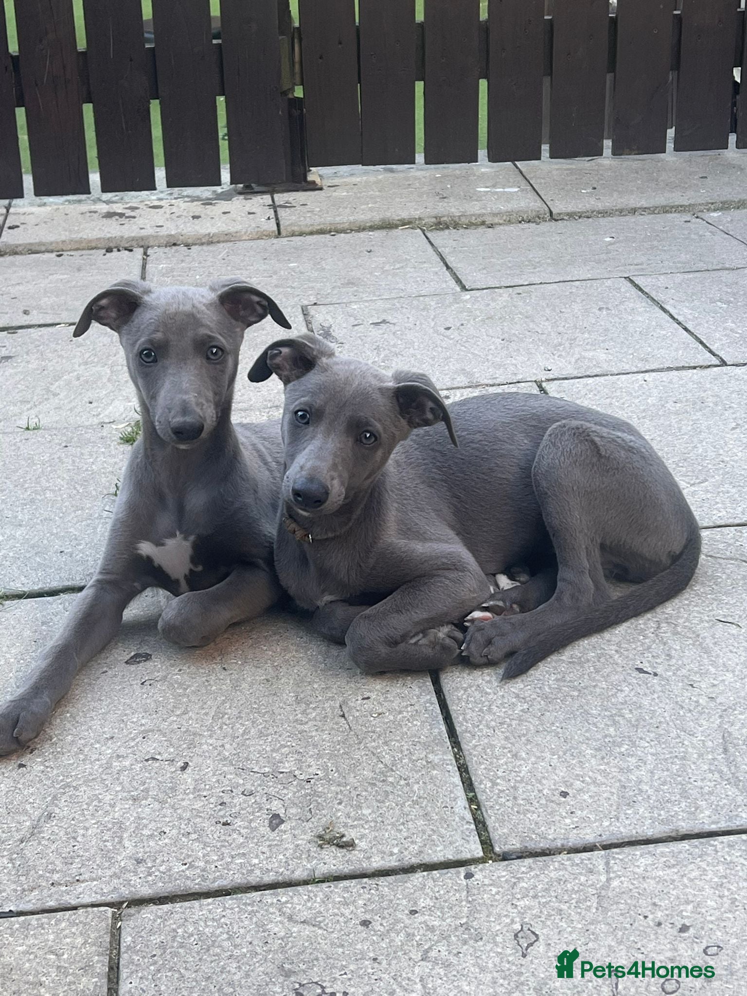 Whippet dogs Whippets  - Advert 5