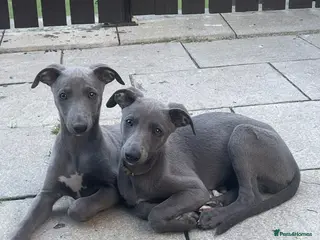 Whippet dogs Whippets - Advert 5
