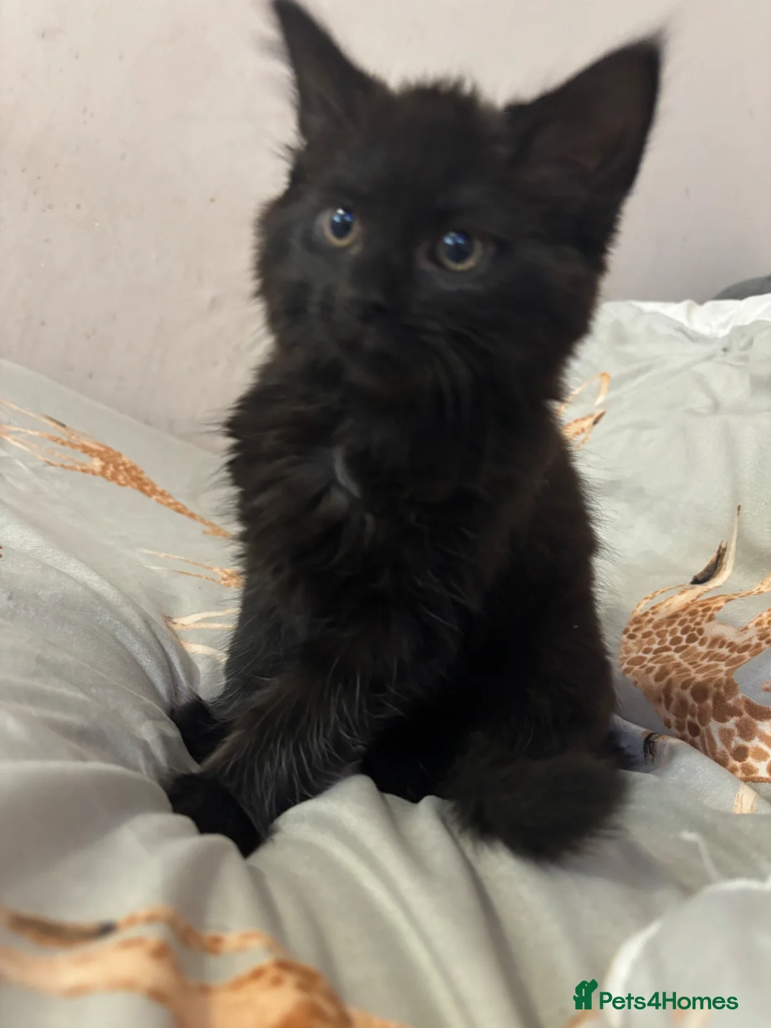 Mixed Breed cats for sale: Female kitten  - Advert 2