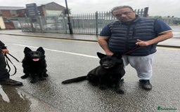 German Shepherd dogs for sale: Shadow Male German Shepherd for Sale - Image 4