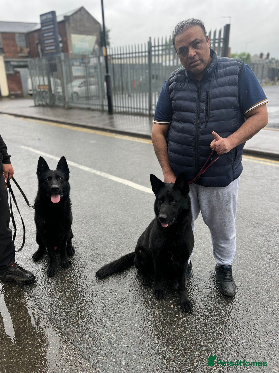 German Shepherd dogs for sale: Shadow Male German Shepherd for Sale - Image 4