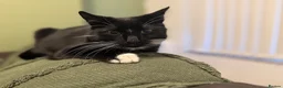 Domestic Shorthair cats for sale: Socks & Sage – Bonded Brother & Sister in Liverpool - Advert 6